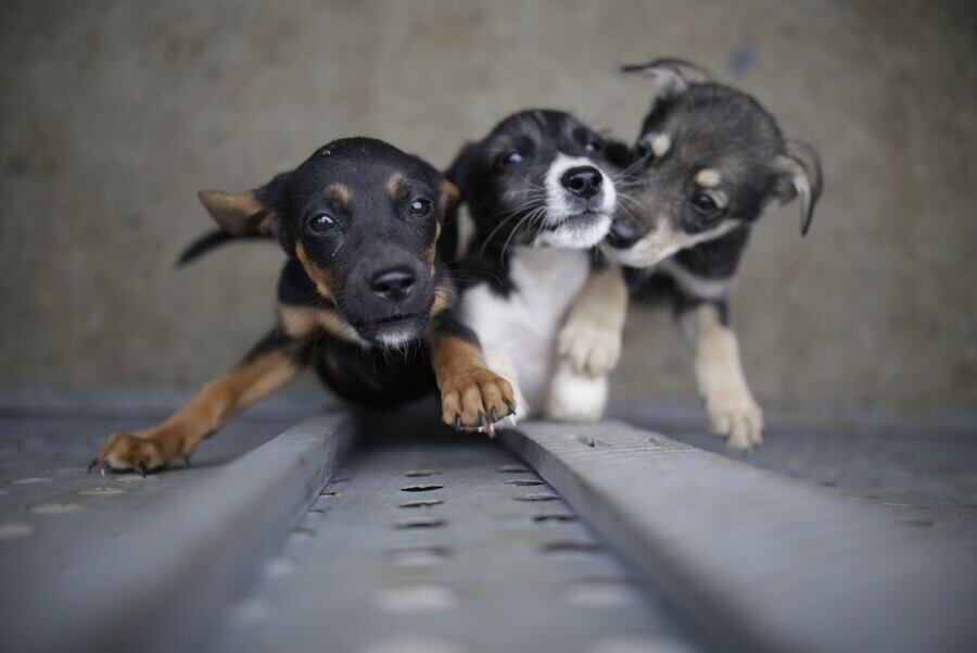 Imagen de referencia de perros en adopción. Foto: Colprensa.