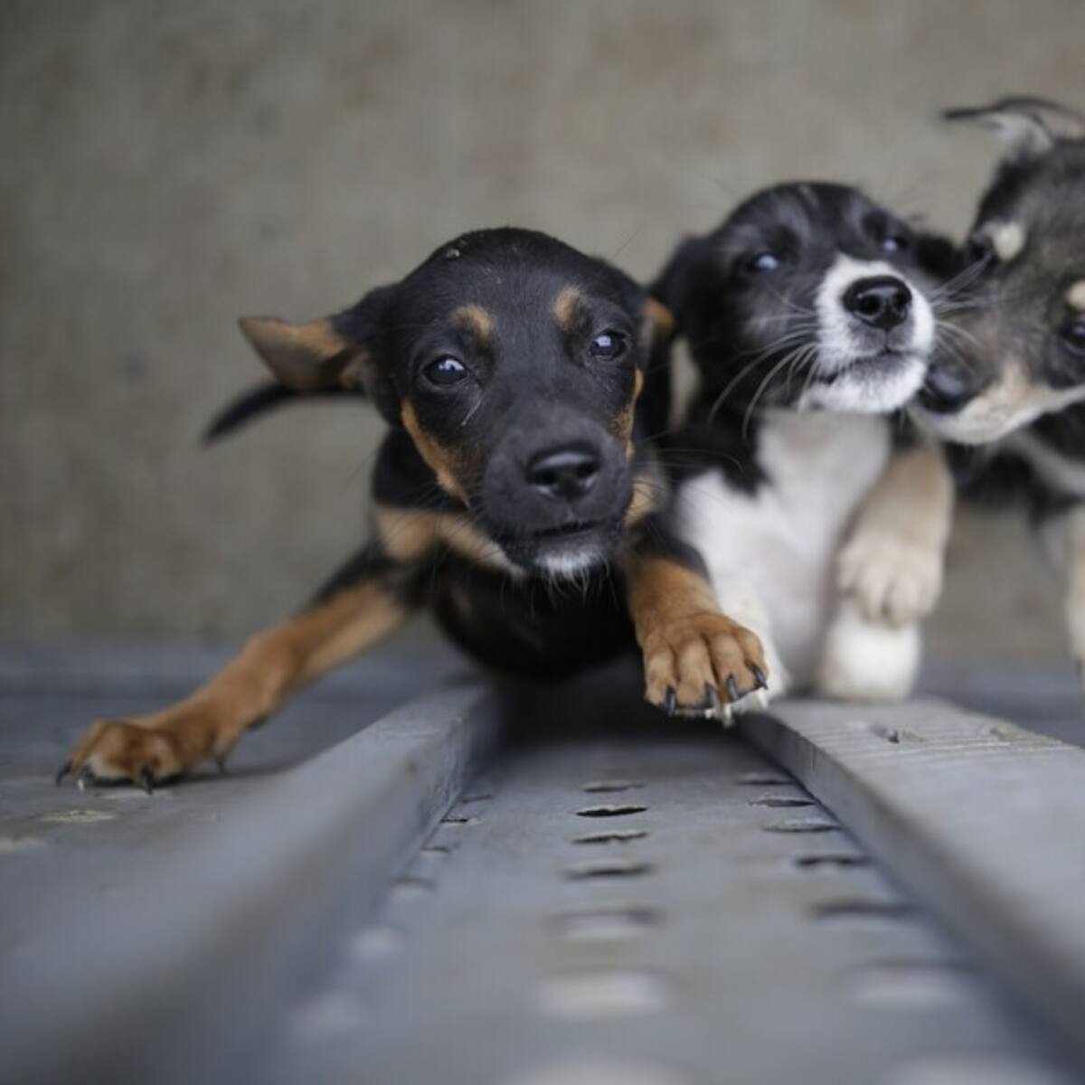 Requisitos para adoptar animales en Plaza Santamaría de Bogotá este 17 de diciembre