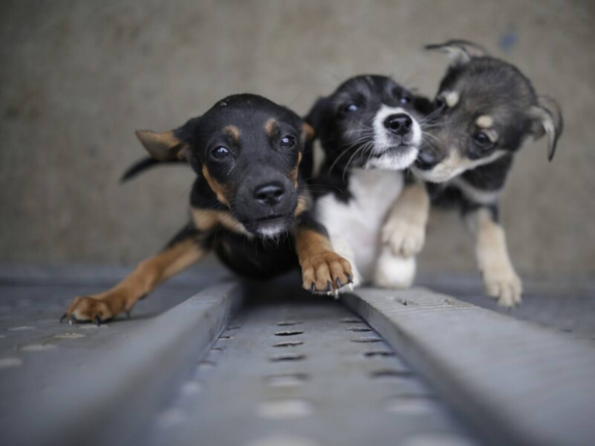 Requisitos para adoptar animales en Plaza Santamaría de Bogotá este 17 de diciembre