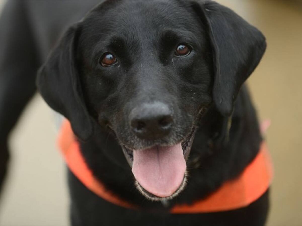 Perros de vigilancia en Transmilenio serán retirados a partir del 11 de febrero