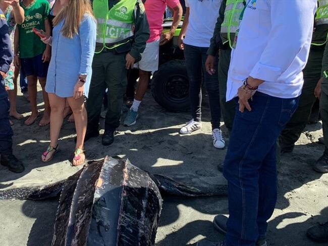 Se trata de la tortuga Cana Dermochelys Coriácea, o conocida como laúd.. Foto: Prorodadero