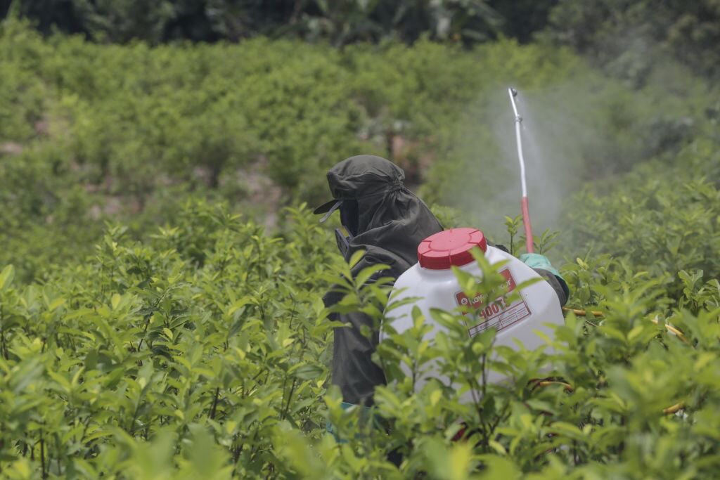 Erradicación de cultivos ilícitos en Colombia. Foto: Juancho Torres / Anadolu Agency via Getty Images