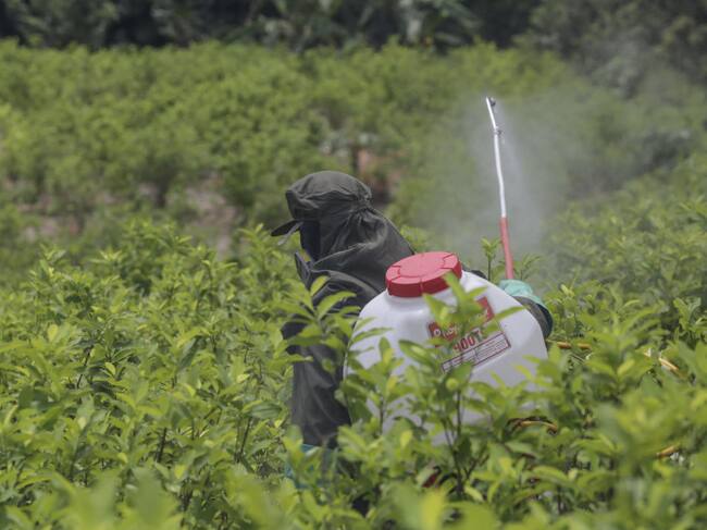 Erradicación de cultivos ilícitos en Colombia. Foto: Juancho Torres / Anadolu Agency via Getty Images