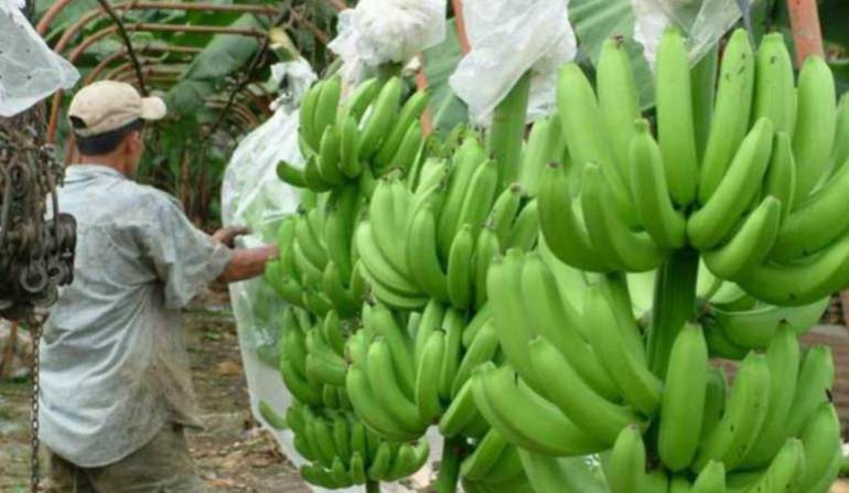 Racimos de plátano. Foto: Archivo.