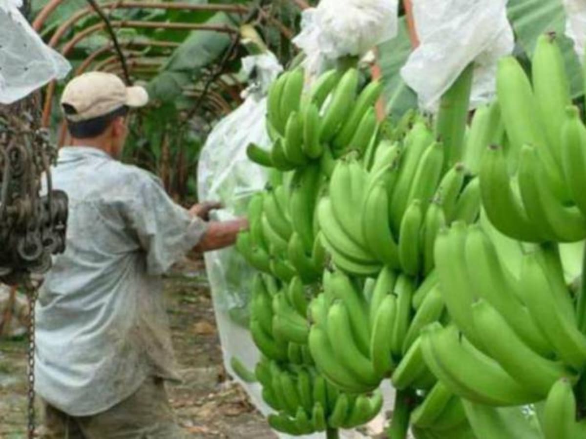 Familias en zona rural de Cúcuta han sustituido sus cultivos ilícitos por cacao y plátano