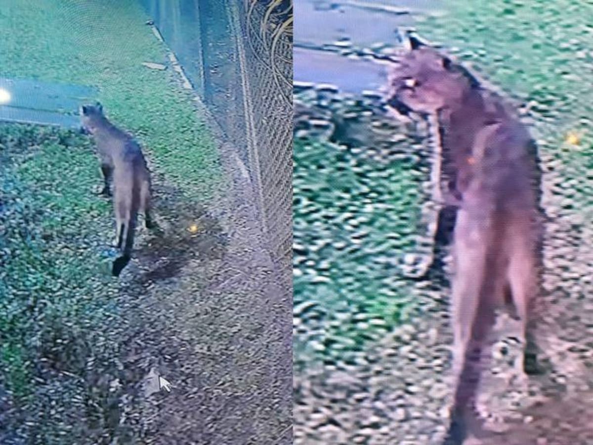 Zozobra por presencia de tres pumas en zona rural de Villamaría , Caldas