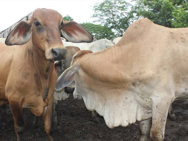 Minagricultura puso en marcha nuevo plan para mantener a Colombia libre de fiebre aftosa. Foto: Colprensa