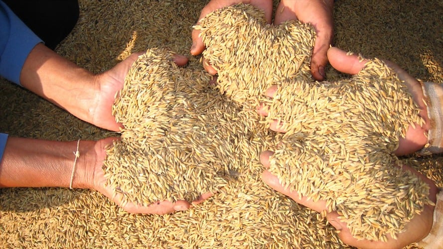 La meta es sembrar 478.000 hectáreas del cereal en 2019. Foto: Colprensa