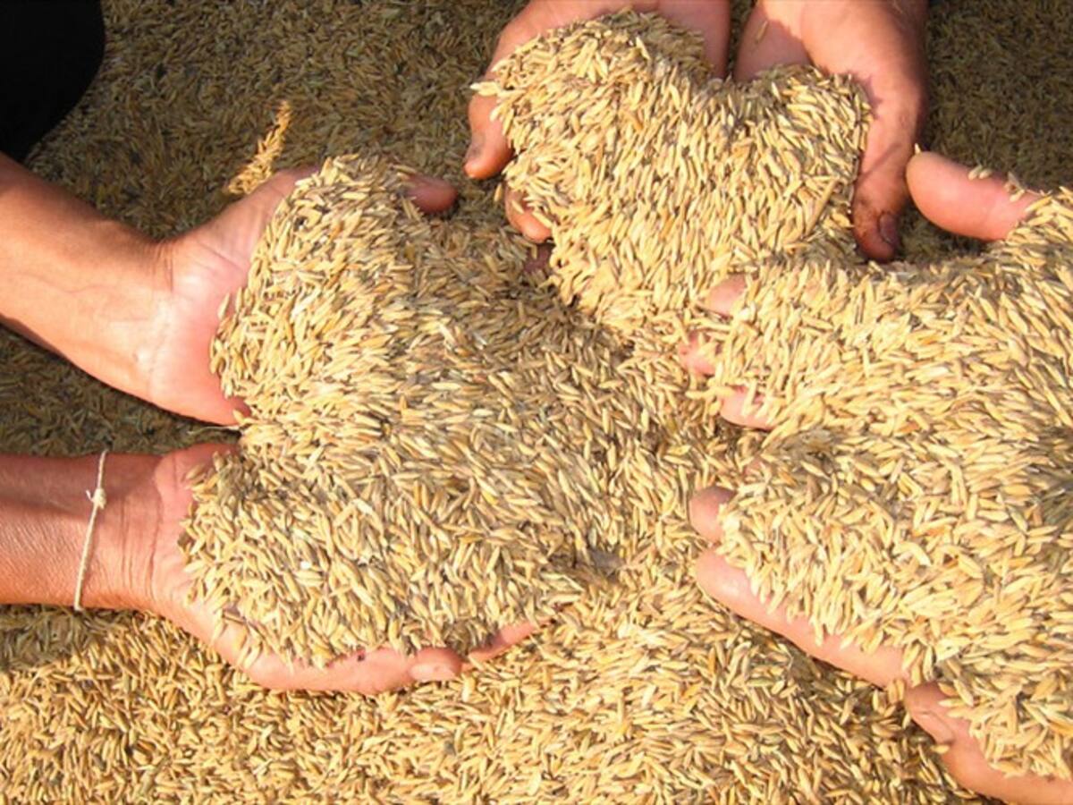 Plazo para Inscripciones al plan de ordenamiento de la producción de arroz se extendió