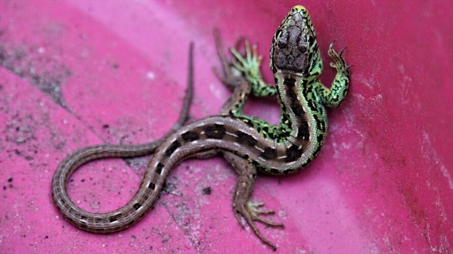 Acudió al médico por un dolor de oído, y tenía un lagarto en su cabeza. Foto: Pixabay