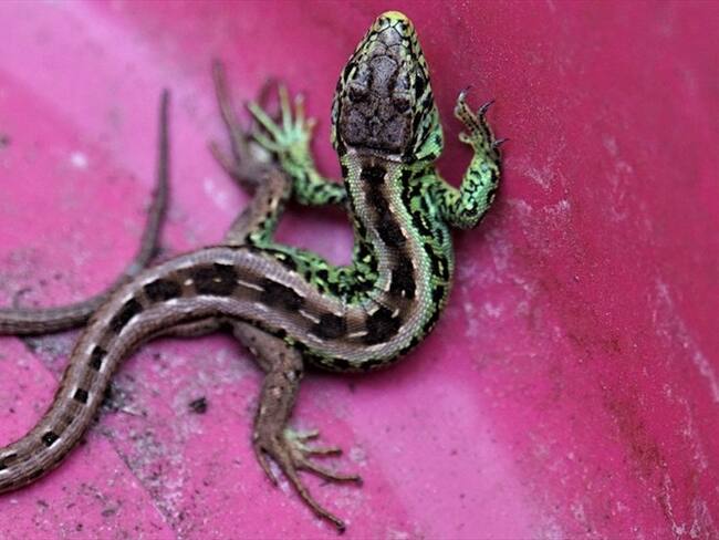 Acudió al médico por un dolor de oído, y tenía un lagarto en su cabeza. Foto: Pixabay