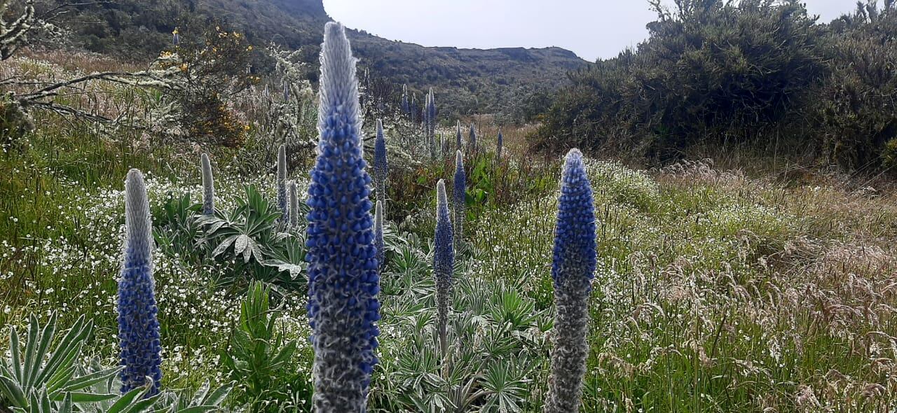 Foto/Alcaldía de Monguí.