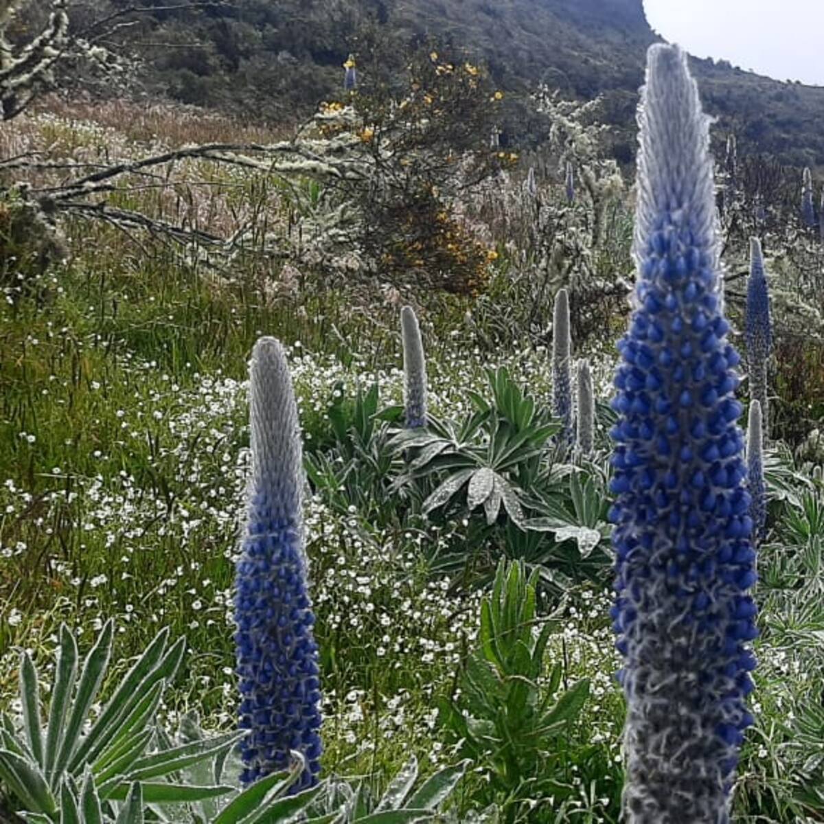 Boyacá: Se abre al público el páramo de Ocetá después de tres años de inconvenientes