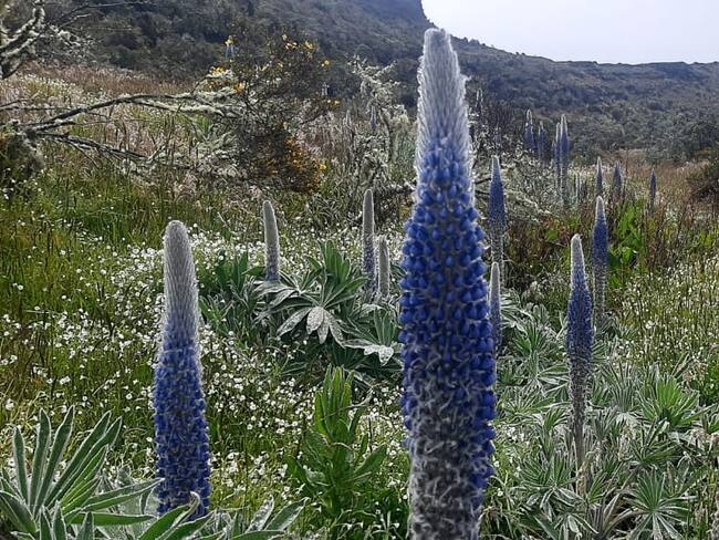 Foto/Alcaldía de Monguí.