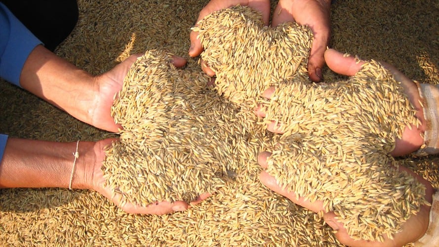 Minagricultura anuncia que incentivo al almacenamiento del arroz se mantendrá para 2020. Foto: Colprensa