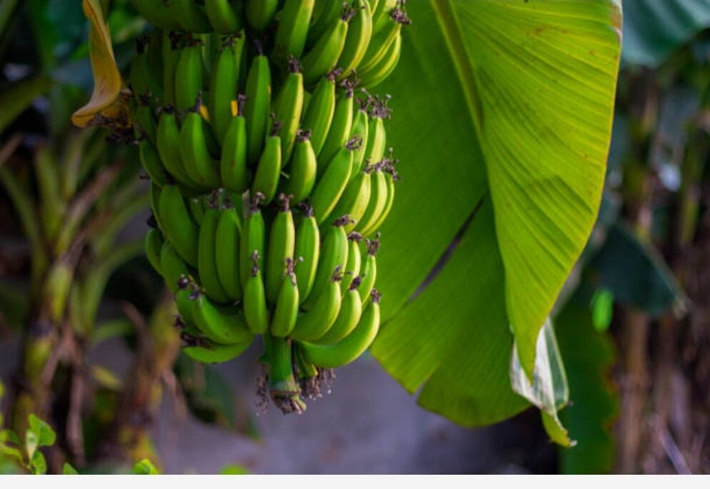 Foto: Imagen de referencia/ Getty Images