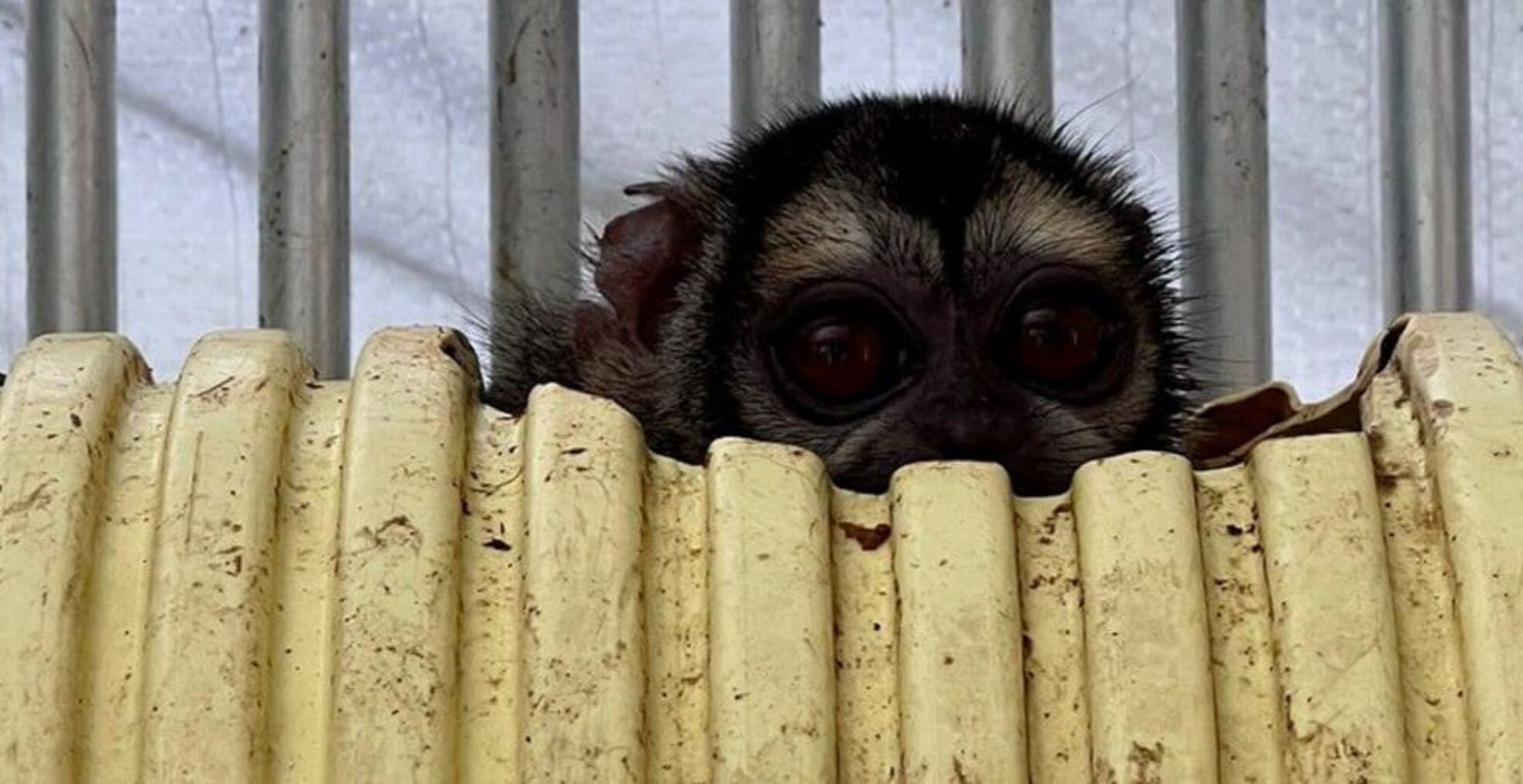 En el lugar fueron rescatados 108 primates que eran sometidos a experimentos | Foto: Fiscalía.