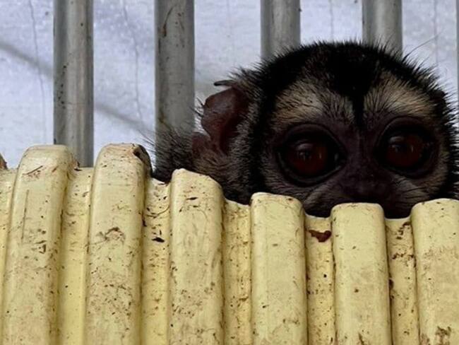 En el lugar fueron rescatados 108 primates que eran sometidos a experimentos | Foto: Fiscalía.