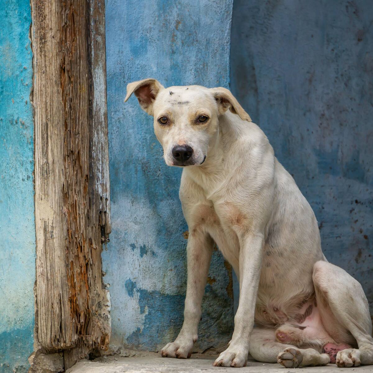 ¿Qué pasó con los $4.000 millones de los microchips para animales? Senadora Andrea Padilla denunció