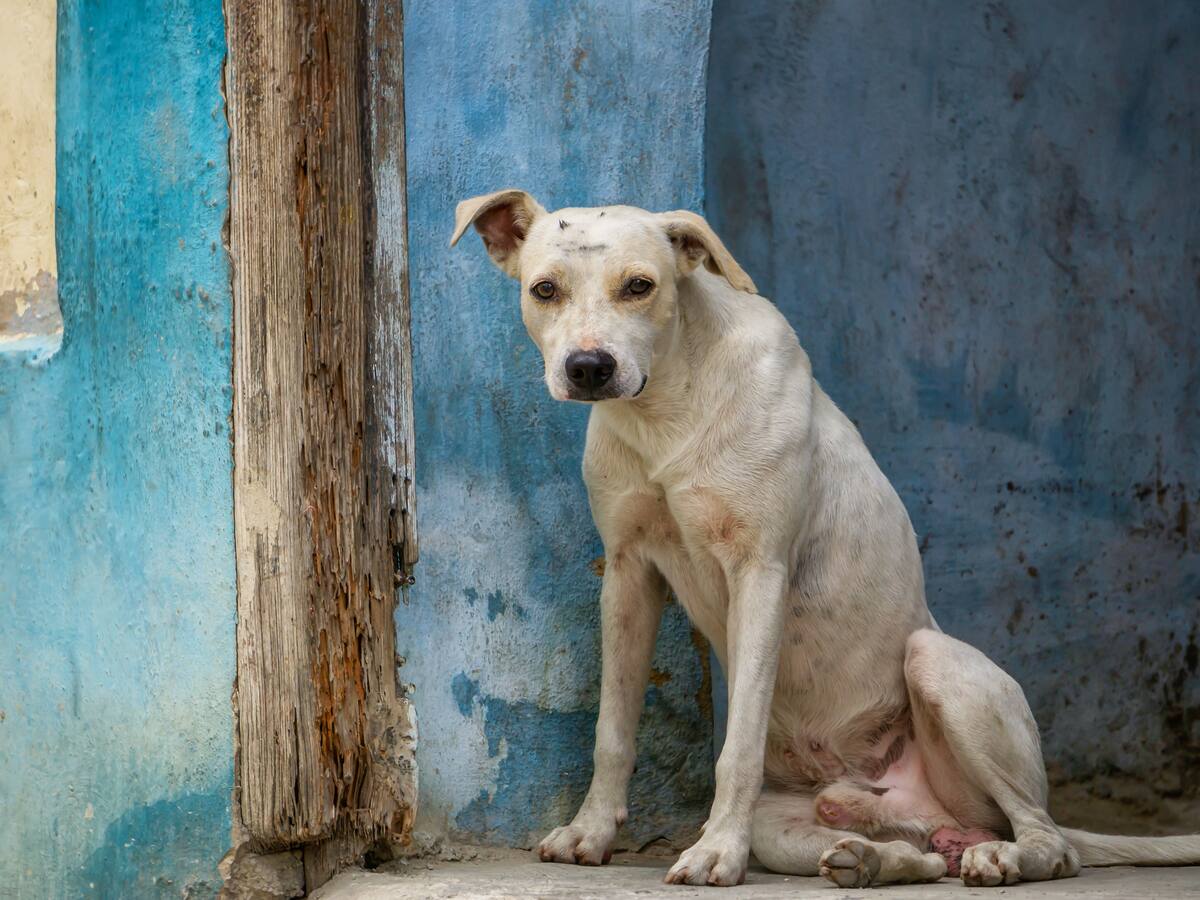 ¿Qué pasó con los $4.000 millones de los microchips para animales? Senadora Andrea Padilla denunció