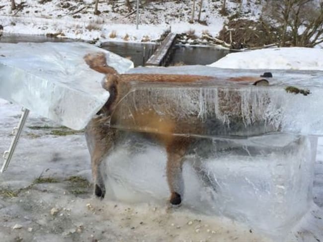 La impresionante imagen de un zorro congelado dentro de un bloque de hielo en el Danubio. Foto: BBC Mundo