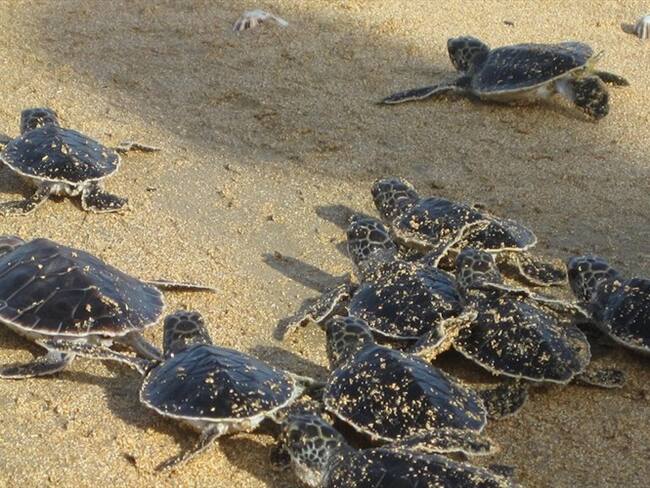 La Corporación Autónoma Regional del Valle del Cauca (CVC), liberó a 42 animales que estuvieron en proceso de rehabilitación en los municipios de Dagua y Buenaventura. Foto: Colprensa