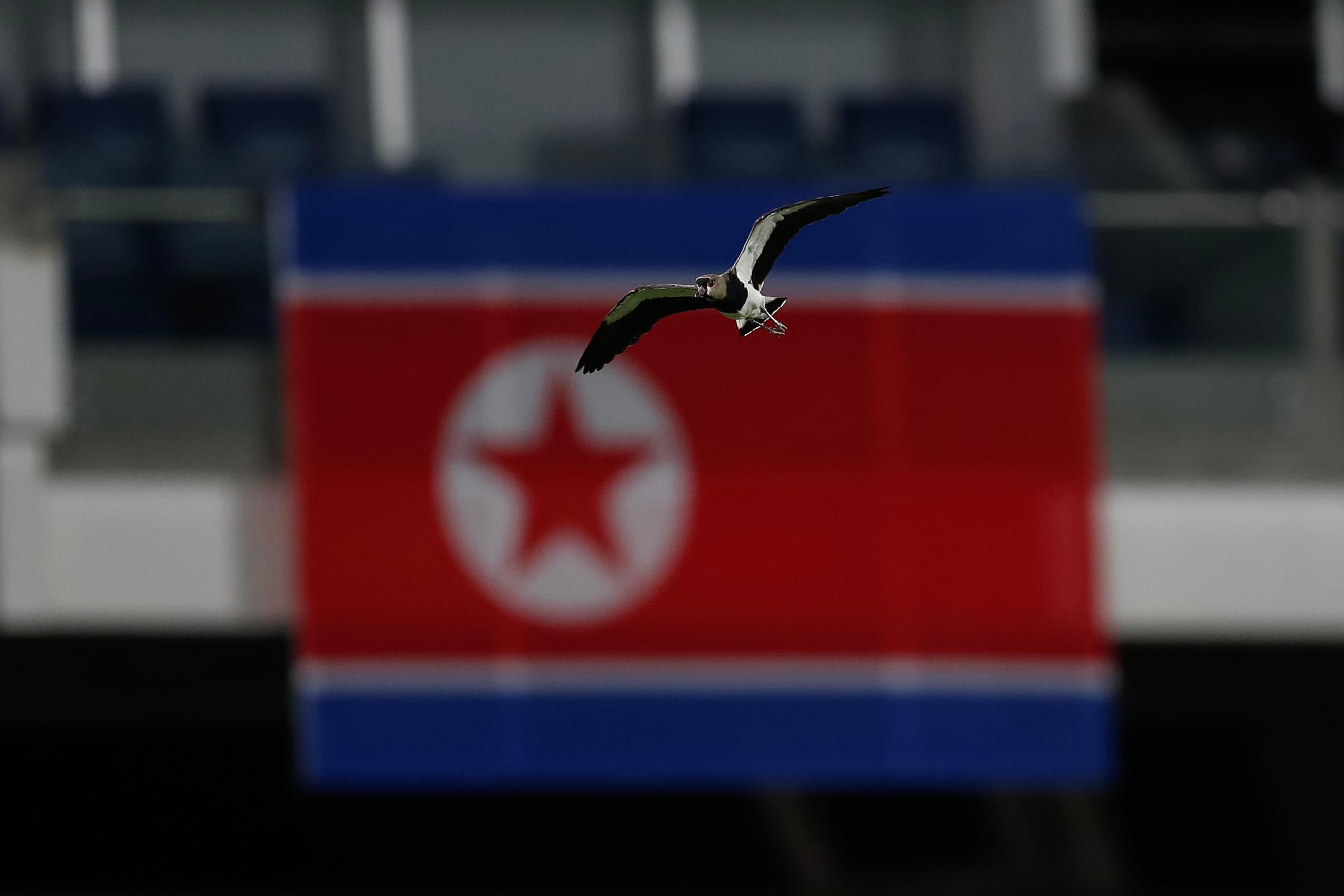 -FOTODELDÍA- AME5168. CALI (COLOMBIA), 02/09/2024.- Fotografía de un pájaro volando junto a la bandera de Corea del Norte este lunes, durante un partido del grupo F de la Copa Mundial Femenina sub-20 entre las selecciones de Costa Rica y Países Bajos en el estadio de Pascual Guerrero en Cali (Colombia). EFE/ Ernesto Guzmán Jr.