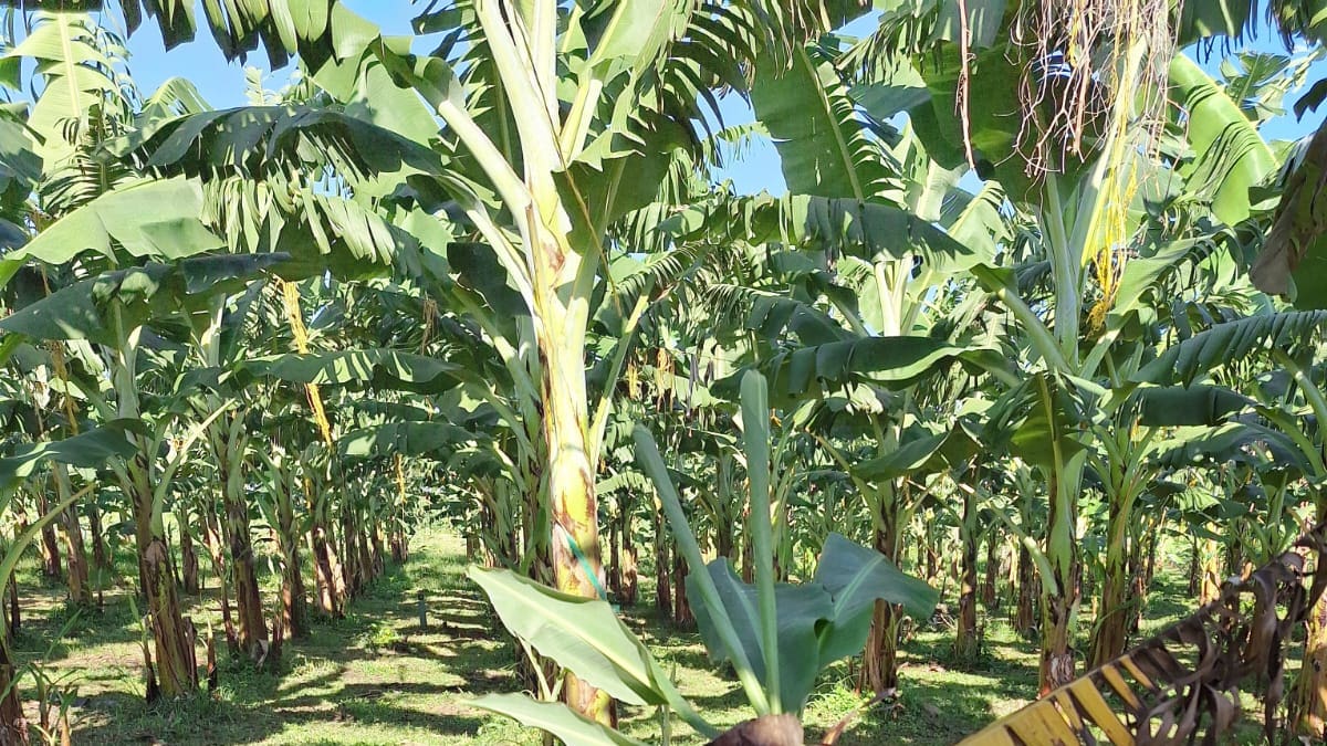 Intensifican la lucha contra el Fusarium Raza 4 Tropical en Magdalena y Guajira