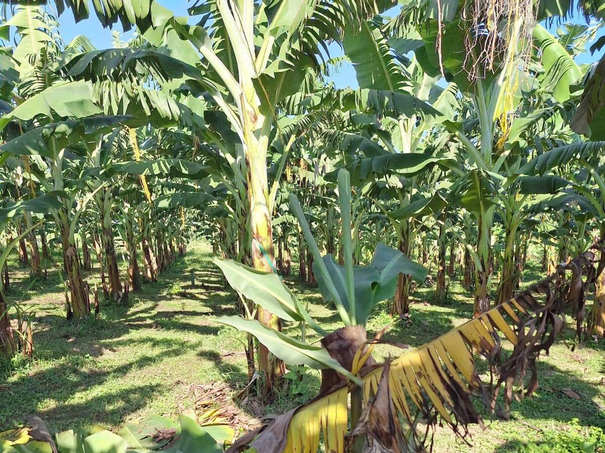 Intensifican la lucha contra el Fusarium Raza 4 Tropical en Magdalena y Guajira