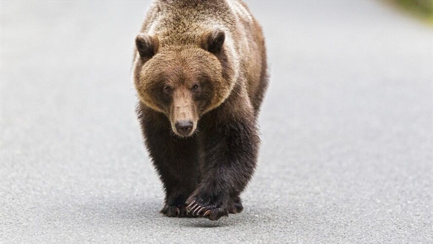 El impactante hecho sucedió en Yaroslavl, ubicado en Rusia.. Foto: Getty Images