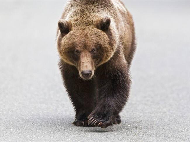 El impactante hecho sucedió en Yaroslavl, ubicado en Rusia.. Foto: Getty Images