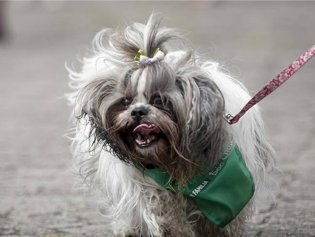 Perra de raza yorkshire/ Imagen de referencia. Foto: Colprensa.