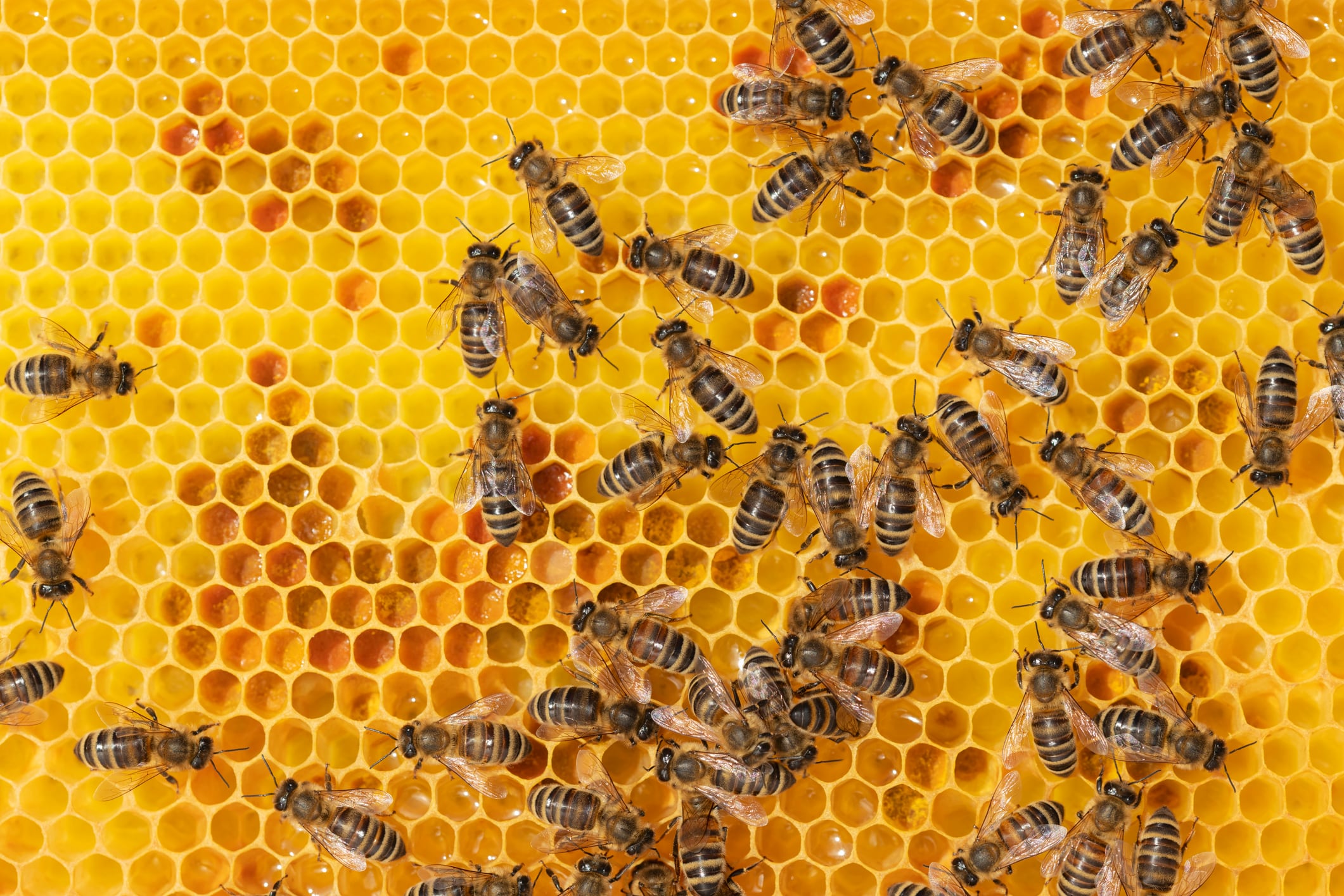 Abejas imagen de referencia. Foto: Getty Images.