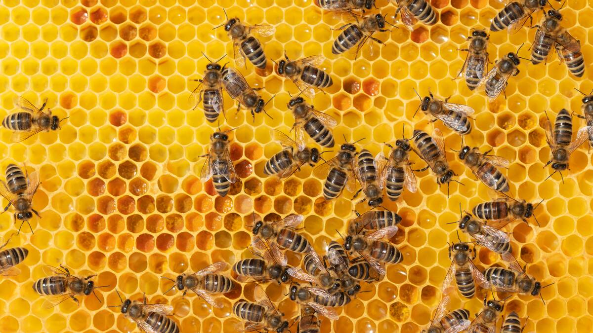 Autoridades investigan muerte masiva de abejas en Montería