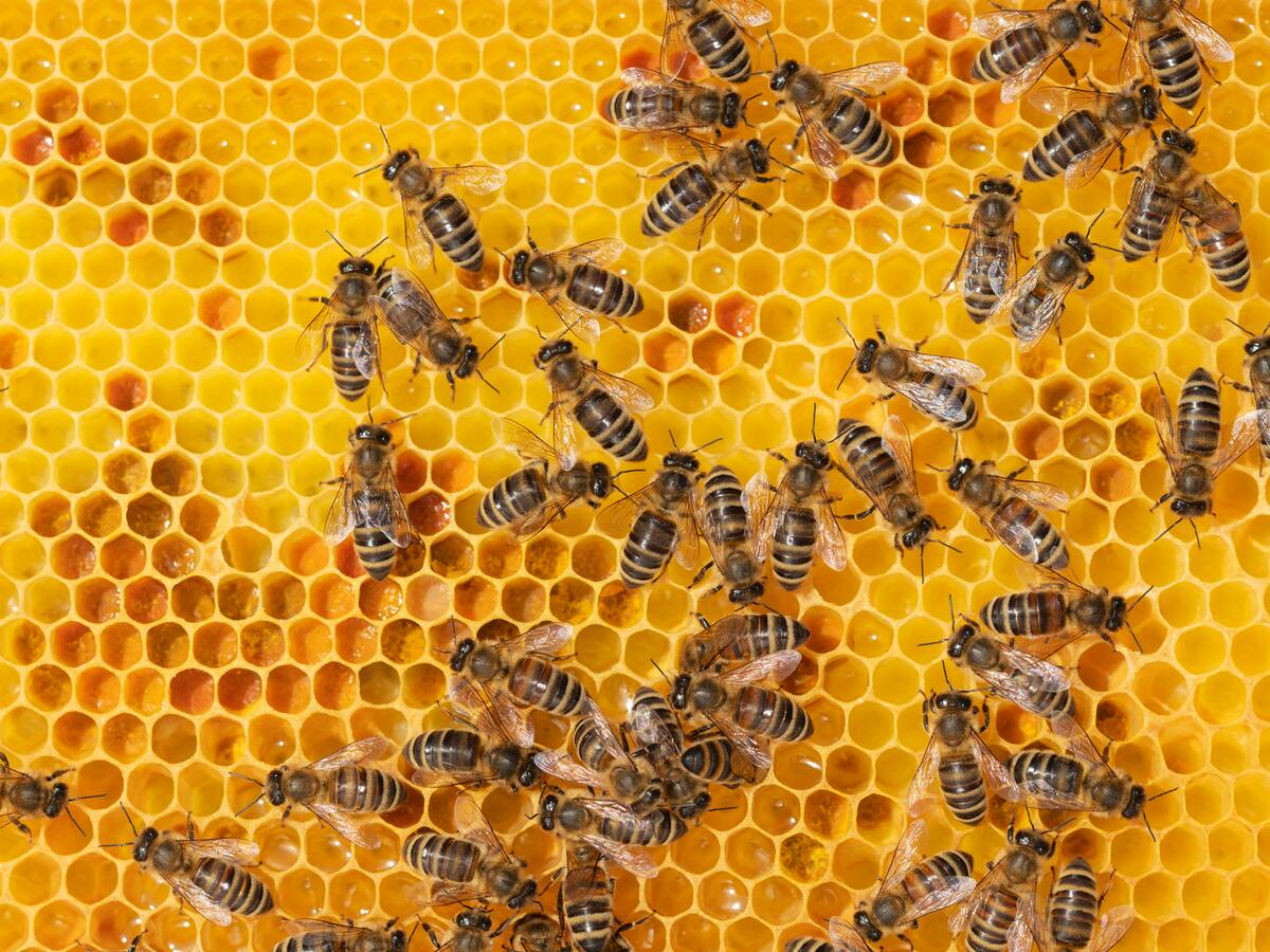 ¿Qué pasaría en el mundo si las abejas desaparecieran? Importancia de estos animales