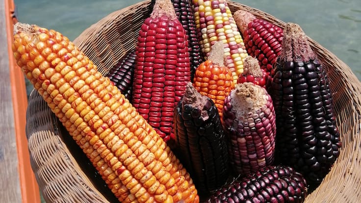 CARIACO: la empresa que enaltece la riqueza del maíz en la gastronomía colombiana