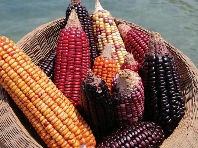 CARIACO: la empresa que enaltece la riqueza del maíz en la gastronomía colombiana