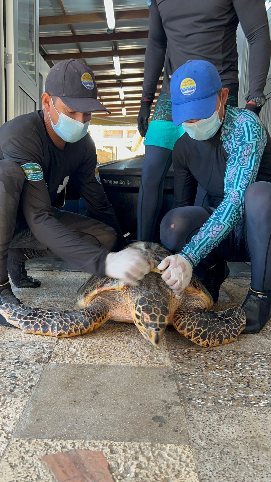 Las tortugas Carey son las encargadas de mantener los corales libres de algas y esponjas invasoras.