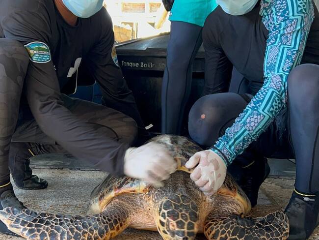 Las tortugas Carey son las encargadas de mantener los corales libres de algas y esponjas invasoras.