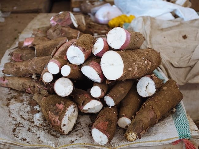 En Colombia se han creado bolsas con almidón de yuca que combaten la contaminación