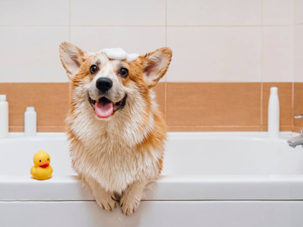 Los trucos para que su perro siempre huela rico