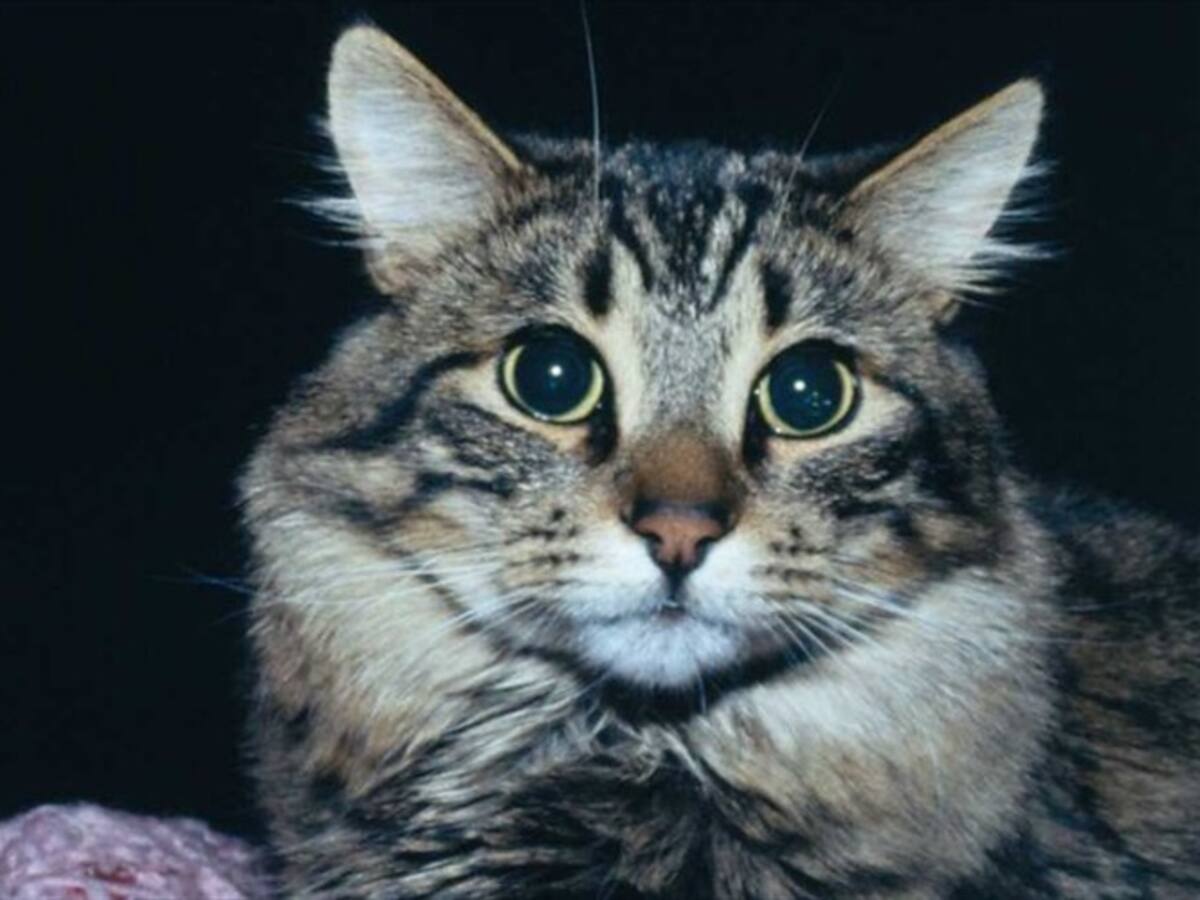 Convocan marcha contra el maltrato animal en Cali