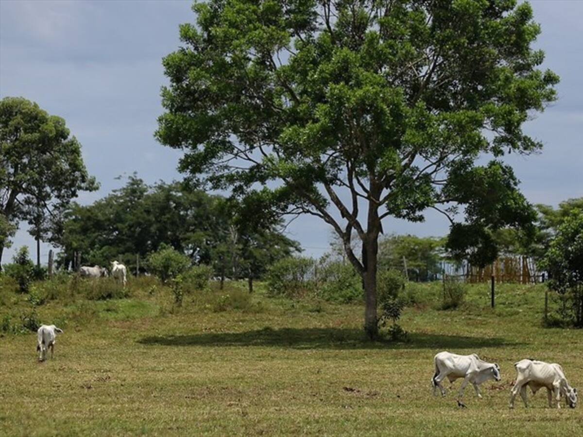 La tragedia de ser asesinados por reclamar la tierra que les despojó el conflicto