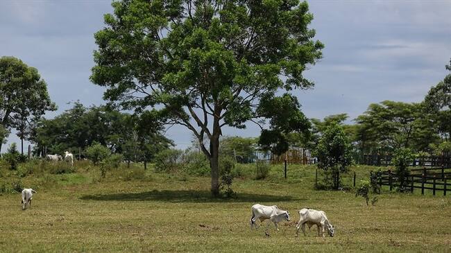 Marcela Cortés habló en Sigue La W sobre la historia de las dos hermanas que fueron asesinadas por reclamar un predio en Meta. . Foto: Colprensa