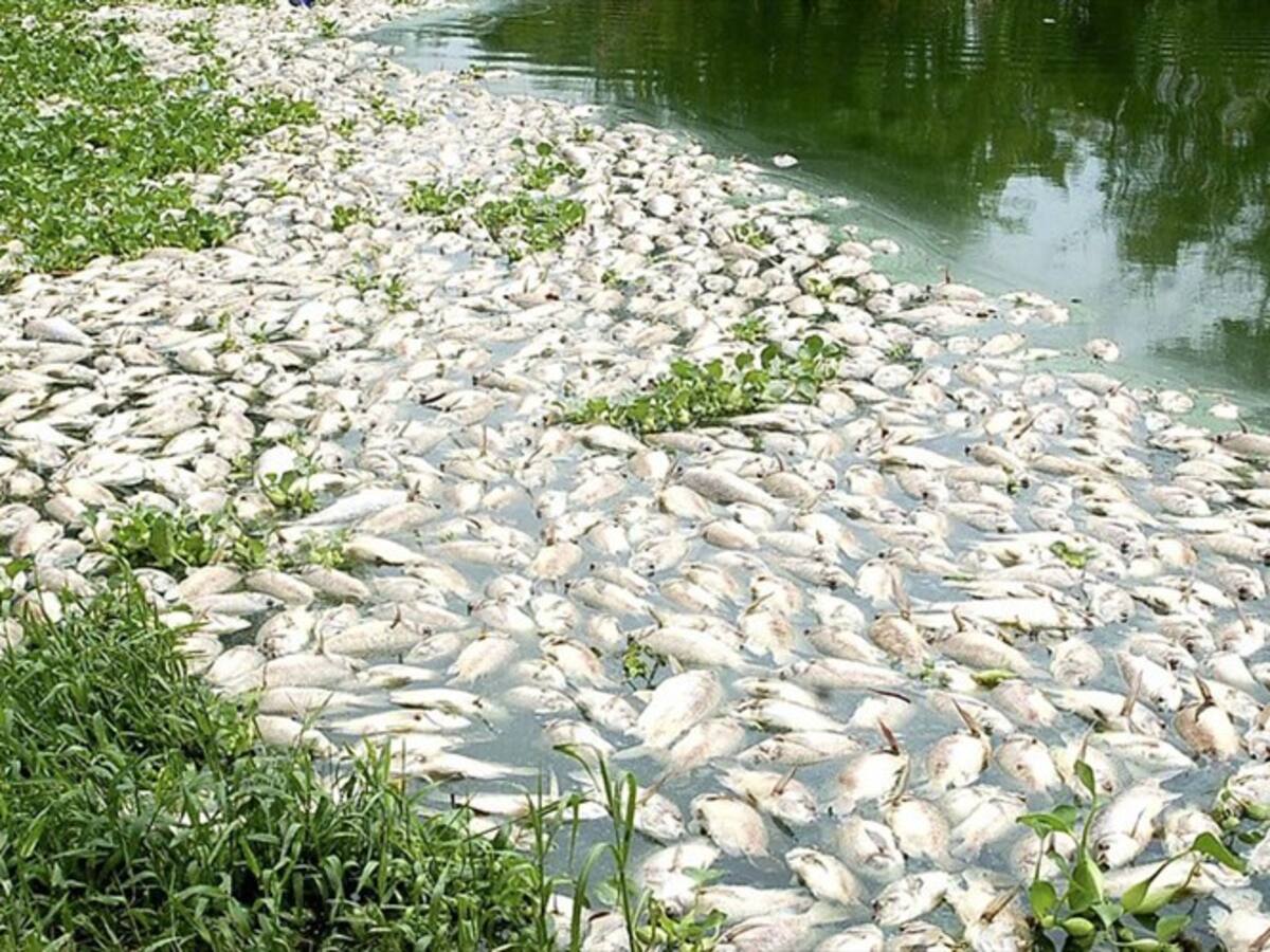 Más de 4.000 tilapias han muerto en una laguna en Caldas, por lo que se cerró el acceso a visitantes