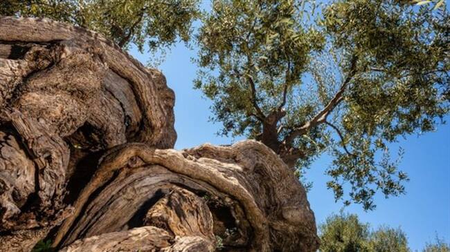 La raíz de la palabra tecnología originalmente significaba ser producido de una semilla o construido en madera, así que hasta los olivares eran techne.. Foto: BBC Mundo