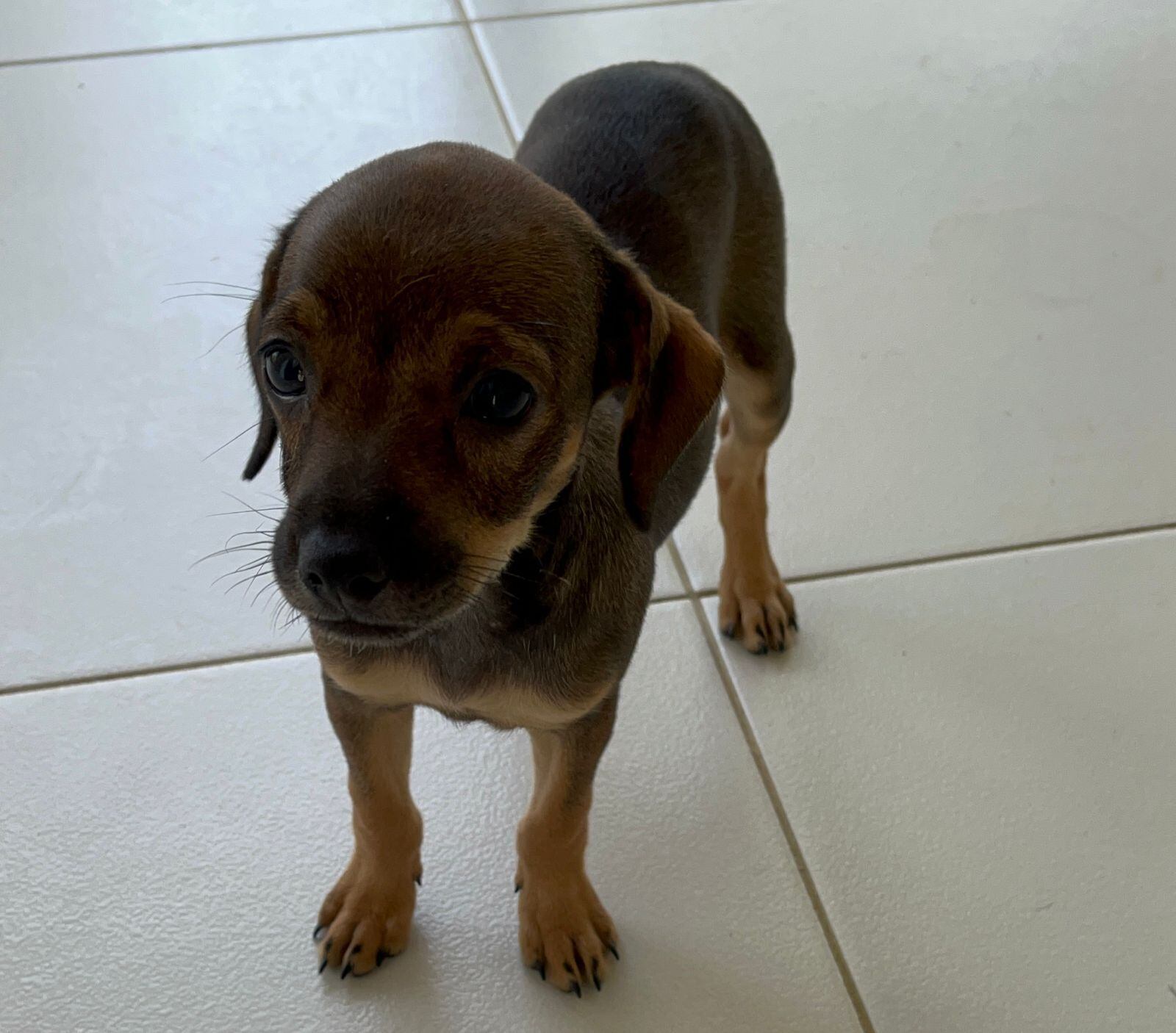 Mujer le habría suministrado marihuana a una canina en Montería. Foto: cortesía prensa Alcaldía Montería.