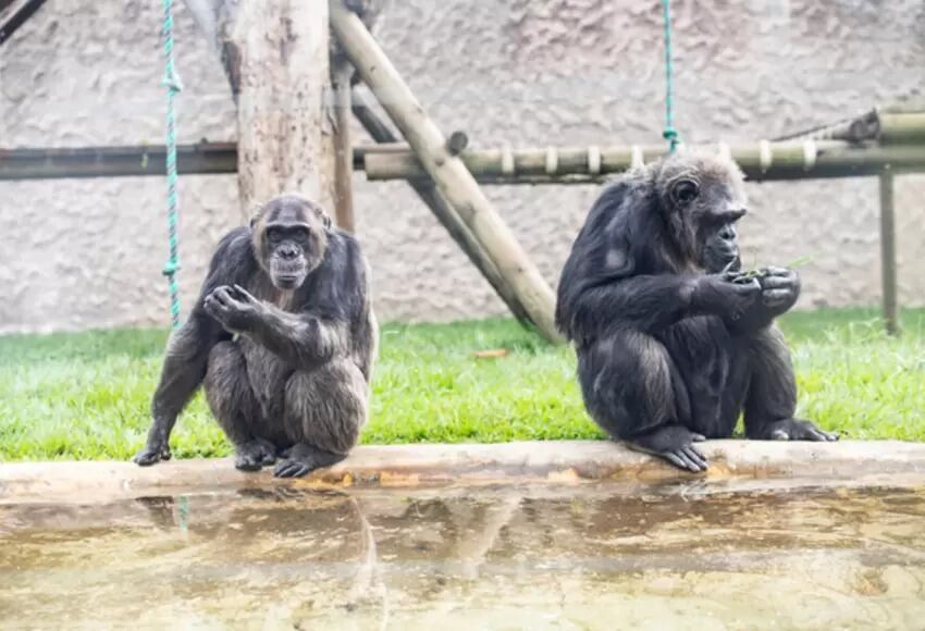 Foto: Oficial Bioparque Ukumarí