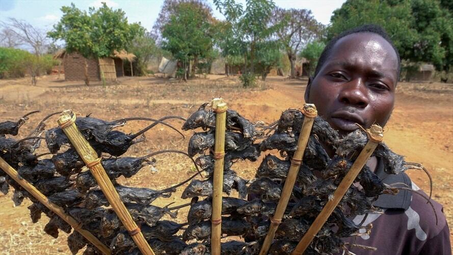 Los ratones en Malaui han pasado a ser un ingrediente esencial en la dieta de la población más pobre, amenazada por el hambre . Foto: Agencia AFP