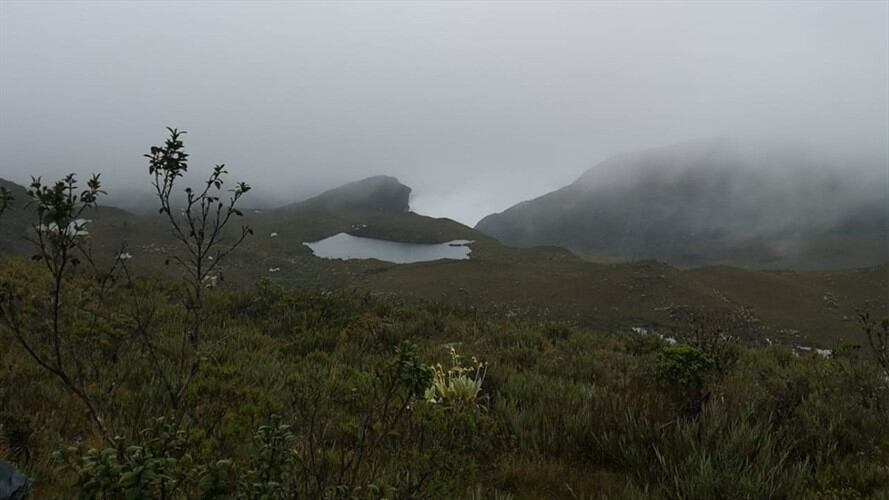 La Gobernación de Boyacá sembró unos frailejones con la unidad de Parques Naturales.. Foto: Gobernación de Boyacá